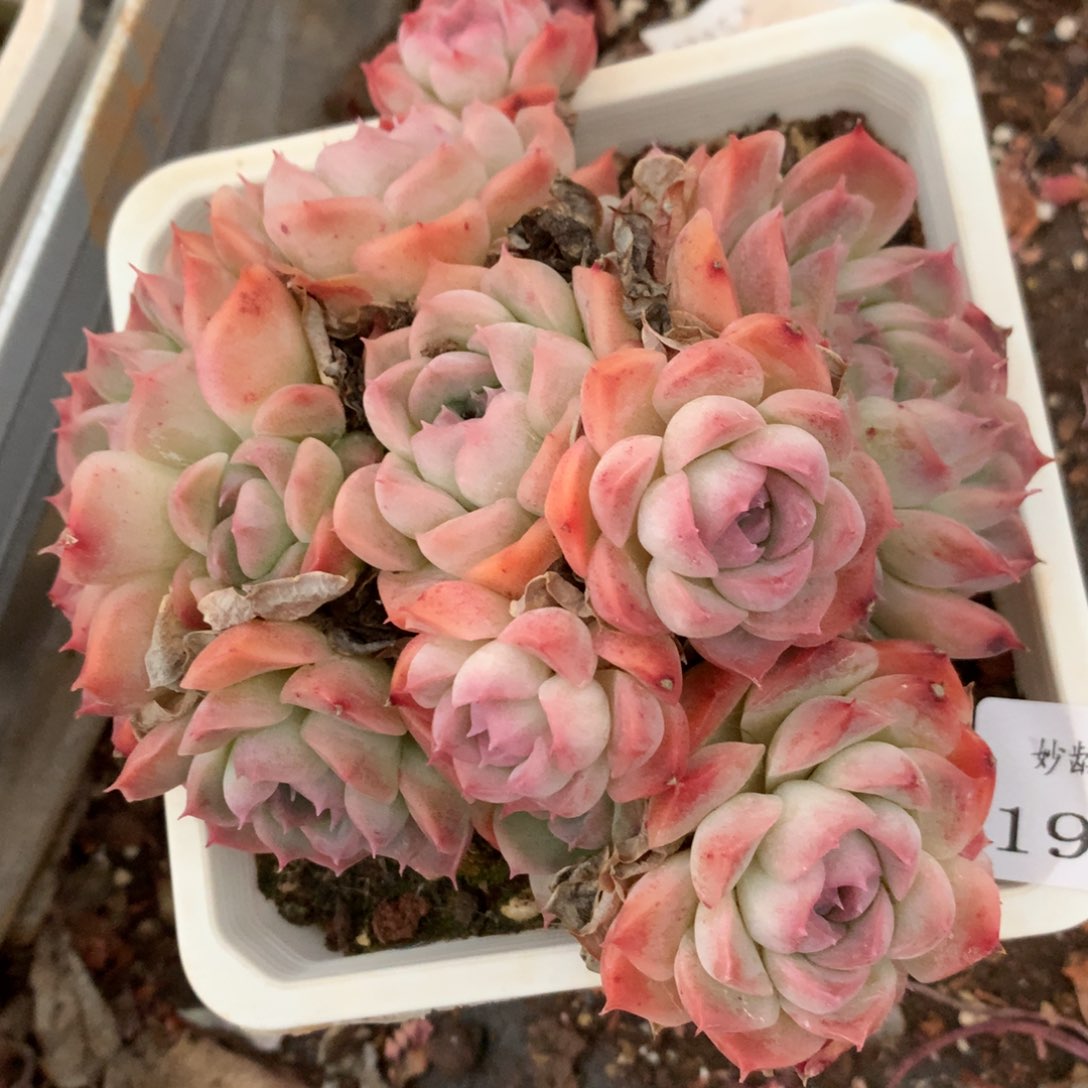 1917杂交精品基地14厘米