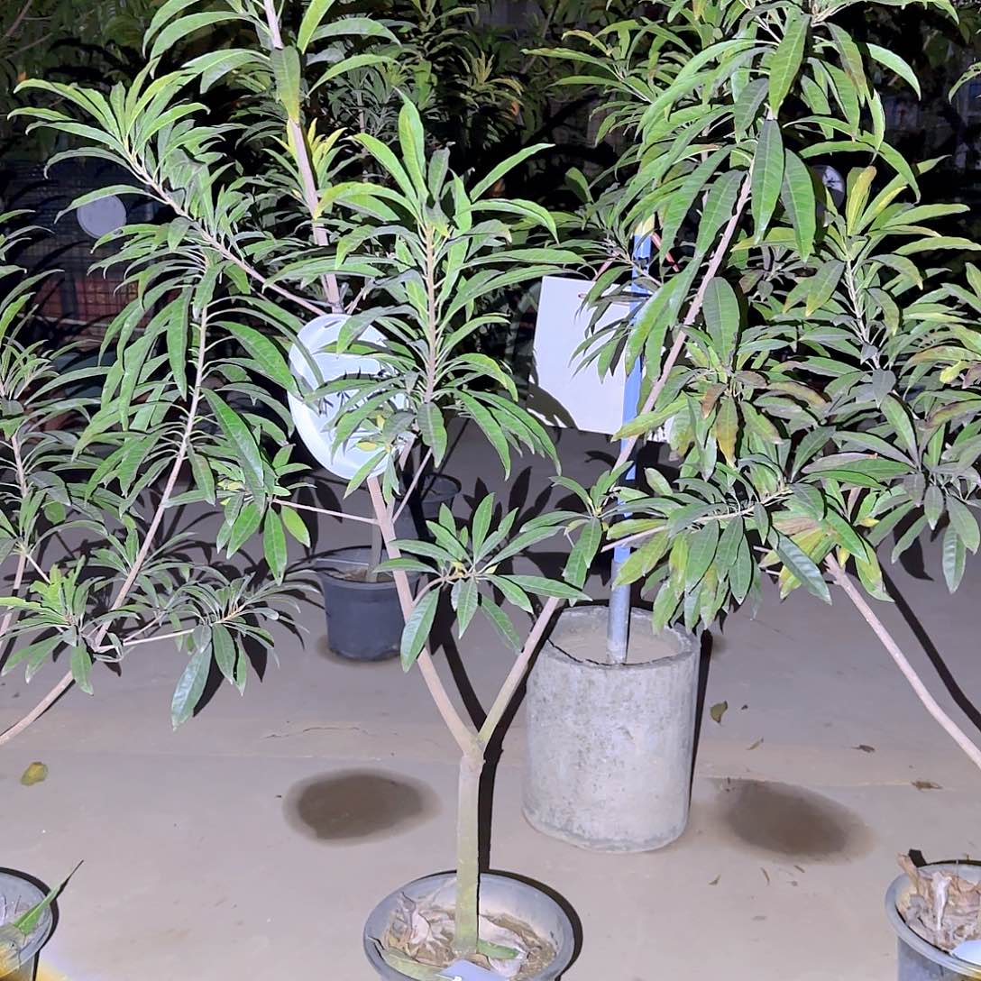 .***.果树11111111111