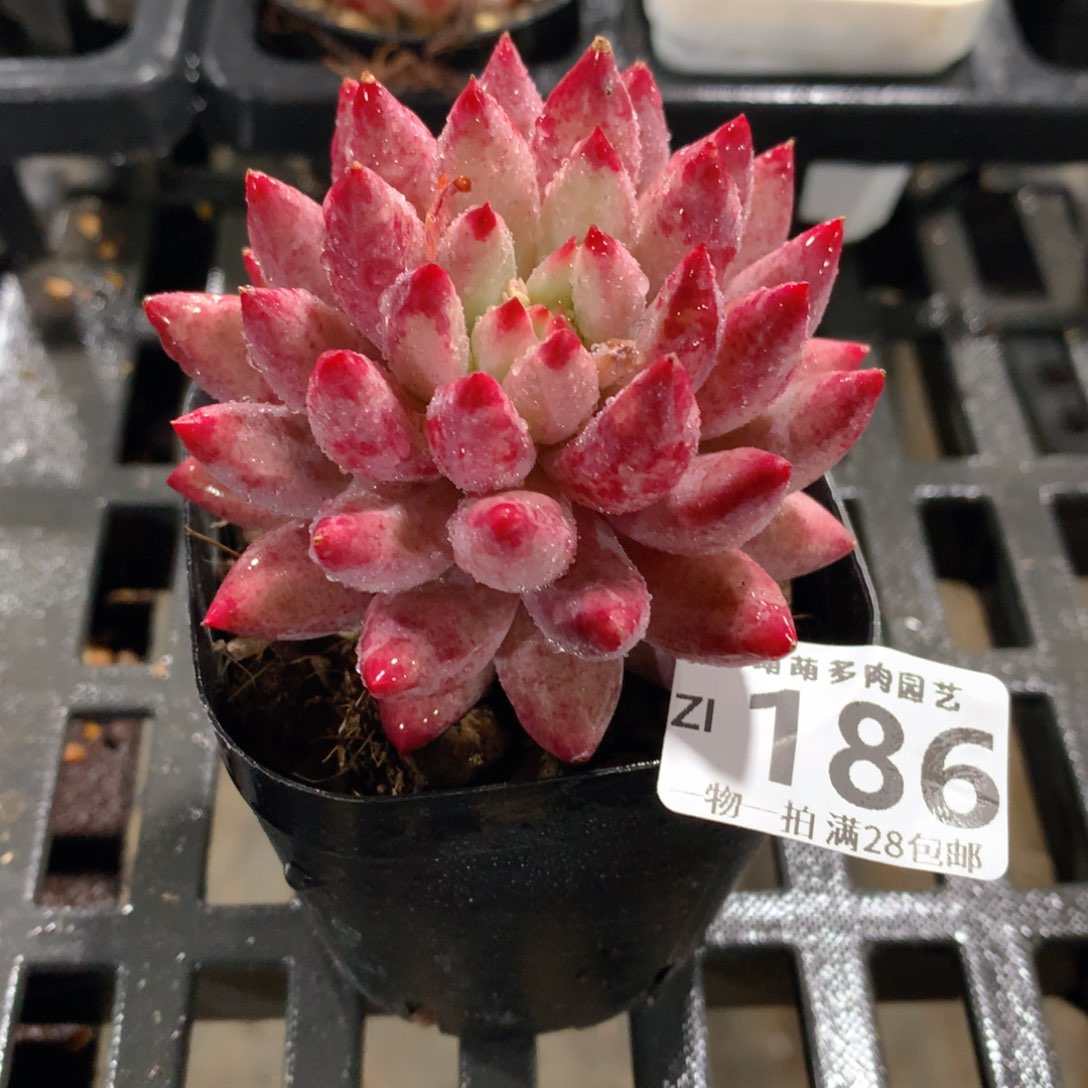 肉萌萌拇指盆精控多肉ZI186