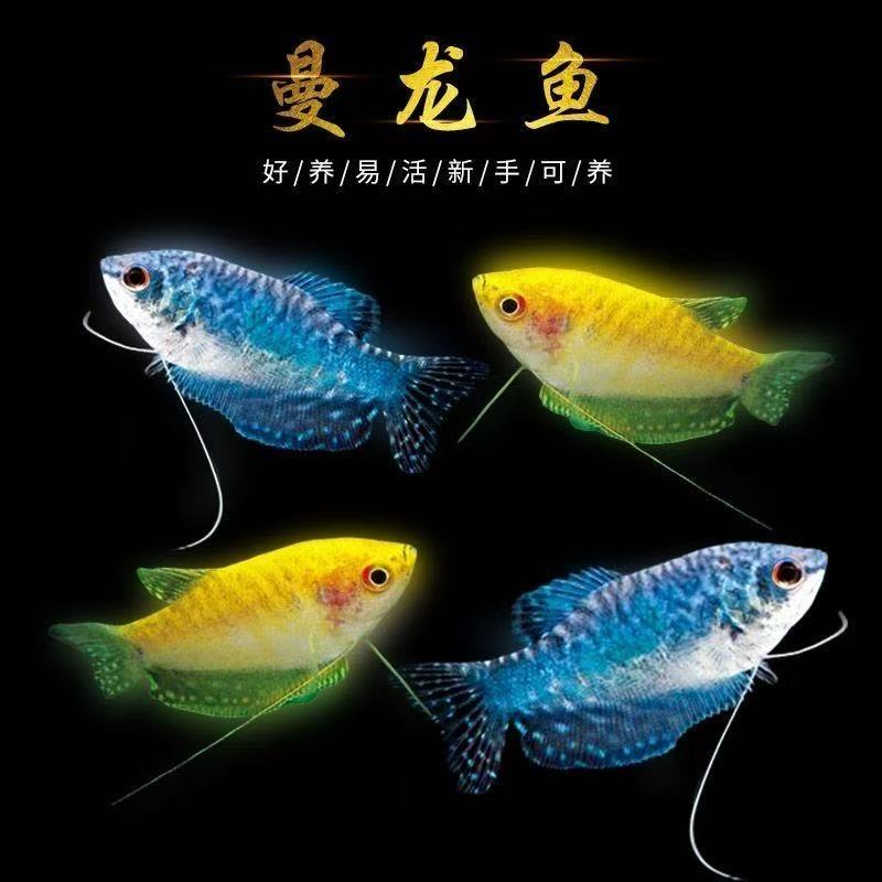 曼龙鱼五彩丽丽鱼鱼观赏鱼热带淡水观赏鱼好养耐活不用打氧