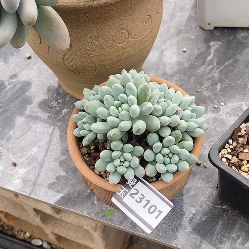 【闪购商品】奶糖23101