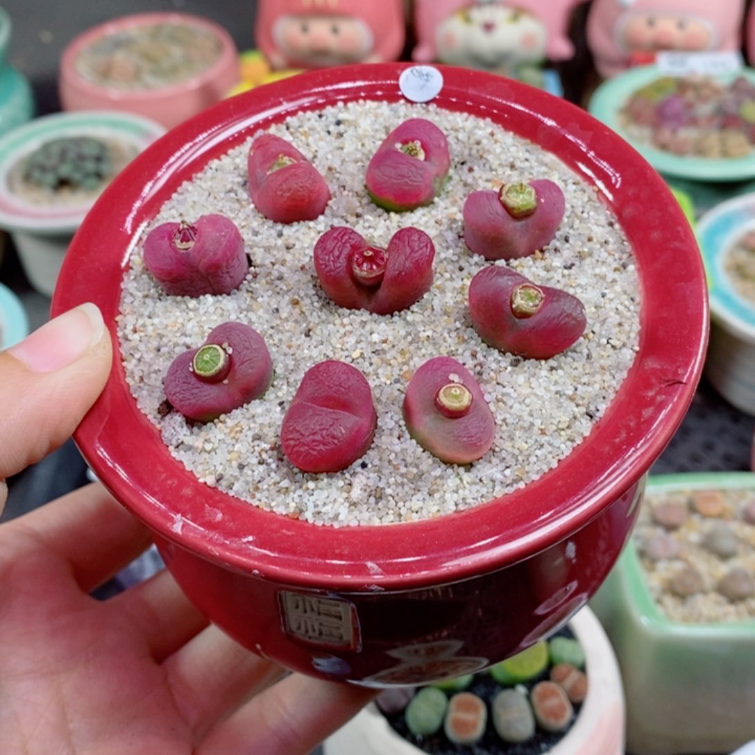 草*生石花花花花花花182号
