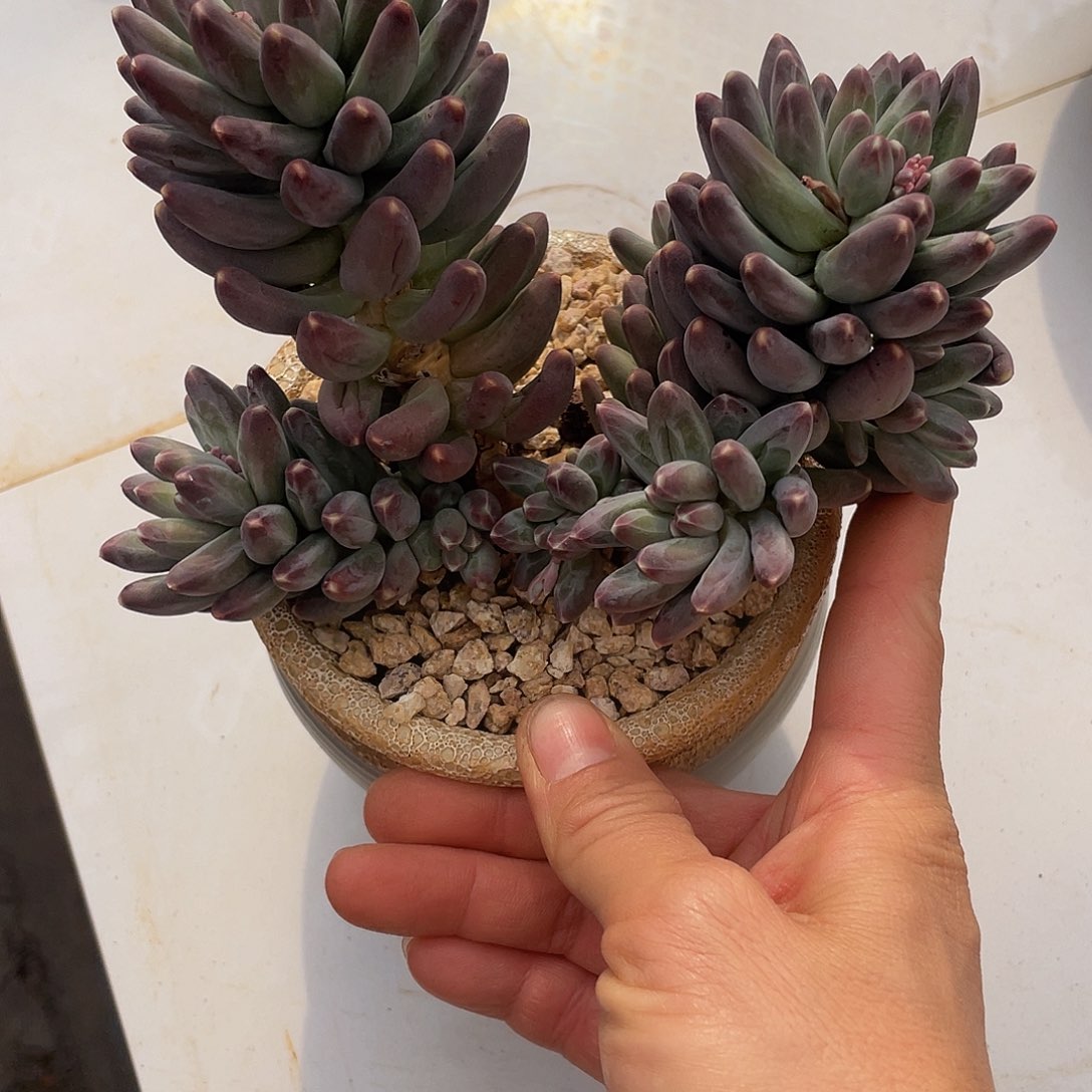 无拉克拉群生老桩多肉多肉多肉