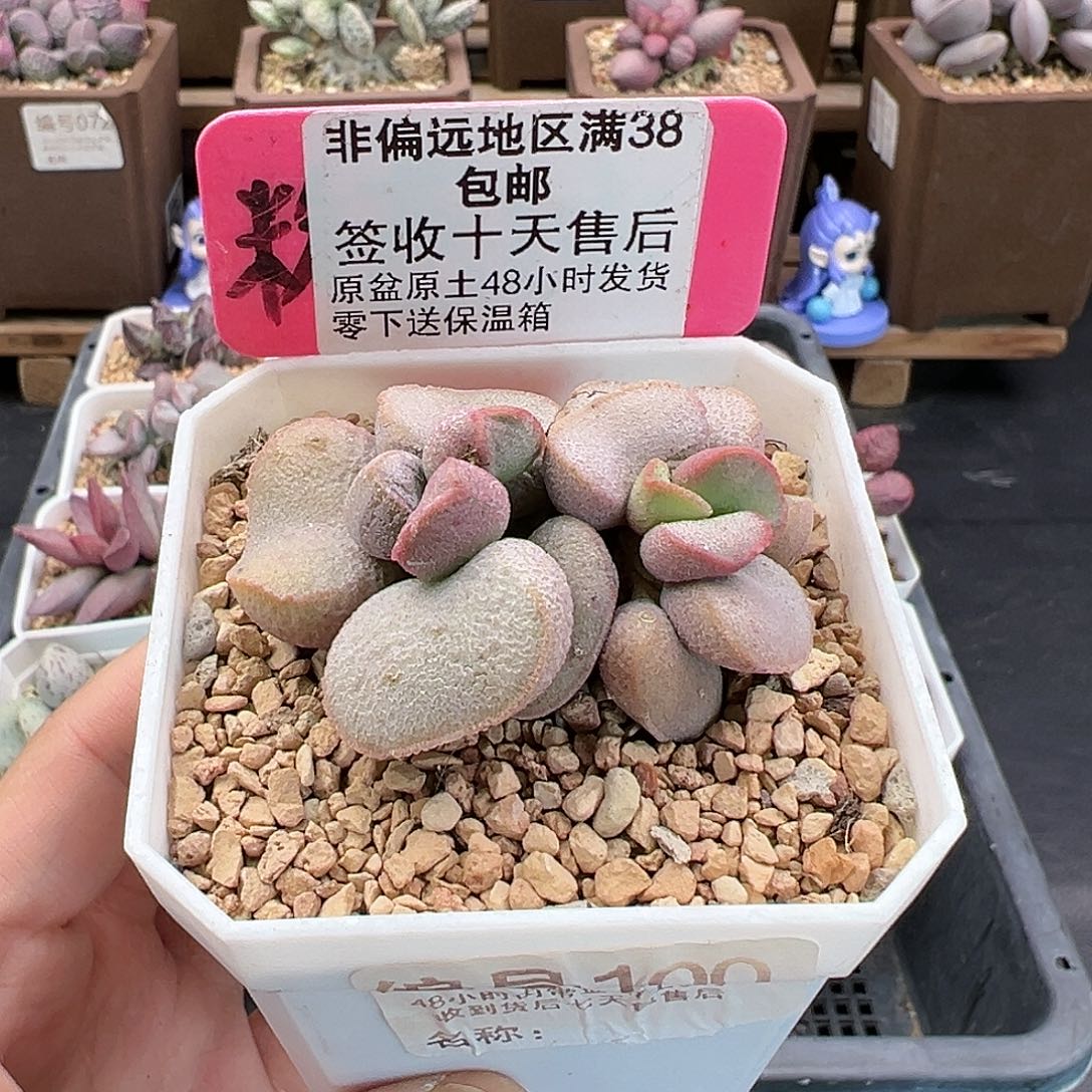 100黛安娜多肉植物
