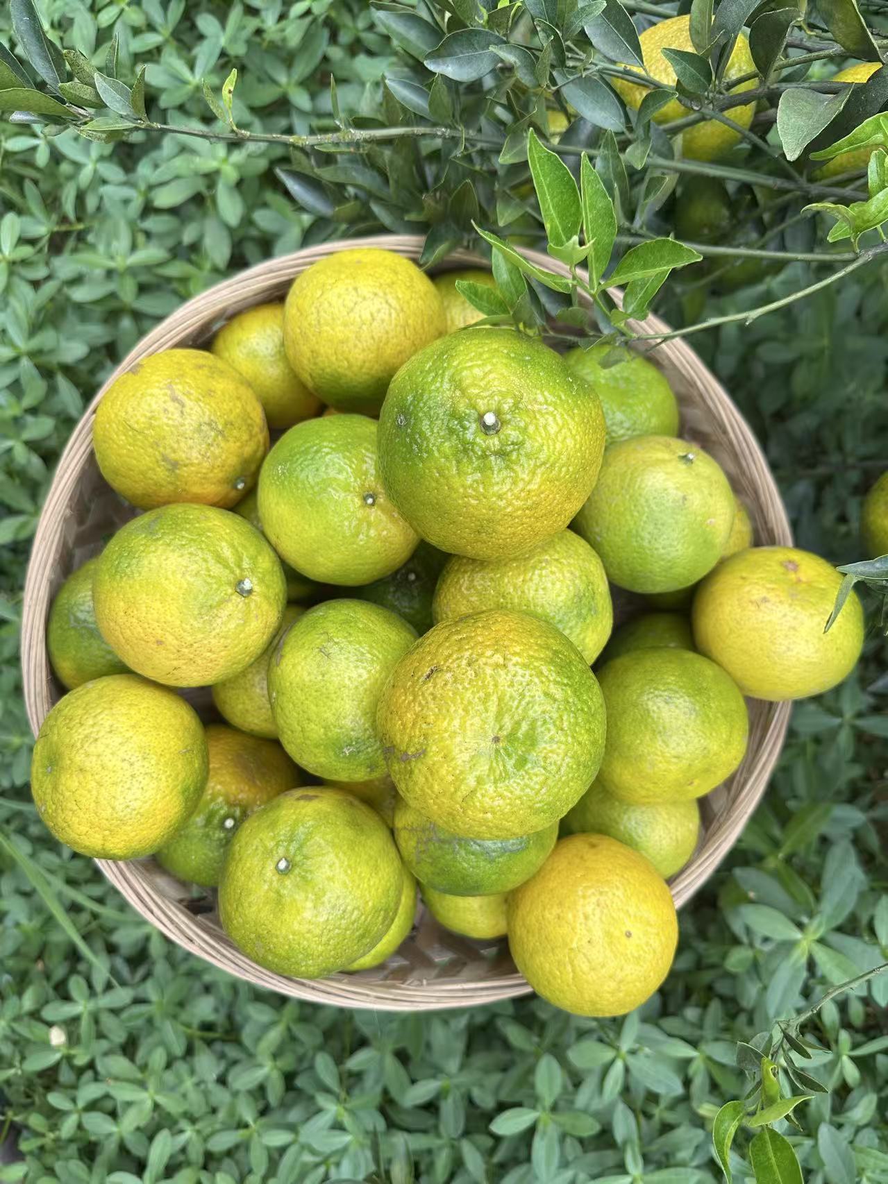 正宗新会柑25年大红柑鲜果