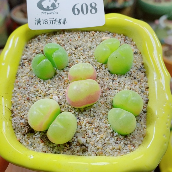 生石花花花花花花608