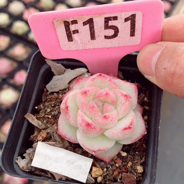 福利多肉植物5cm