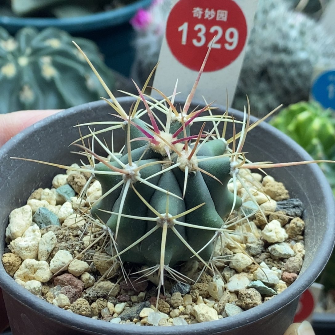 实生狂刺烈刺丸3.4cm