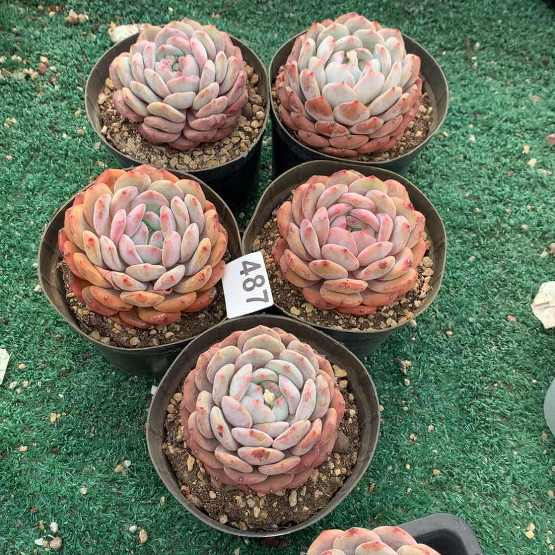 487橙子多肉植物组合