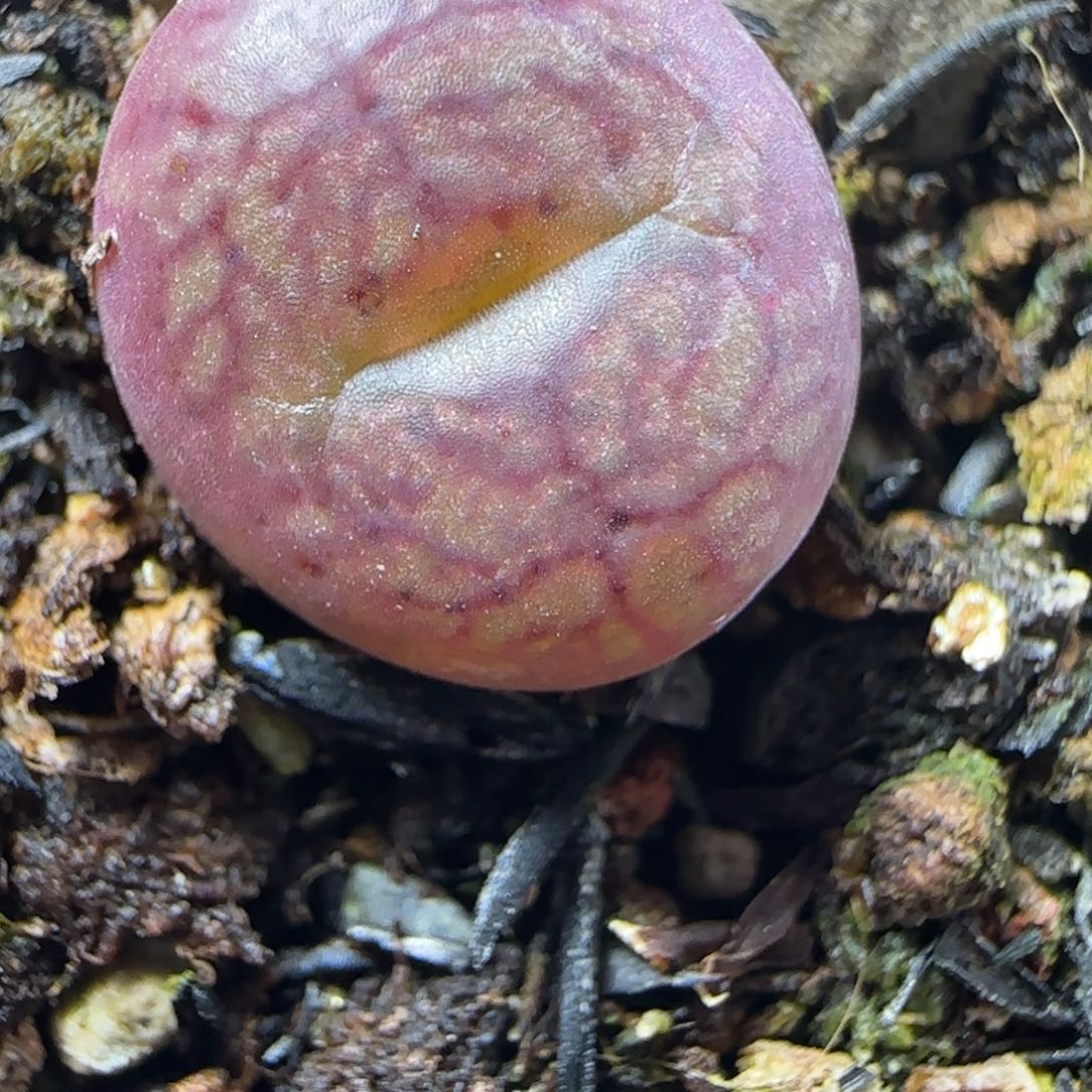 2.15号多肉墨杂41号