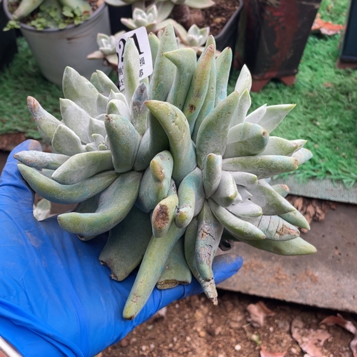 521号拇指多肉植物