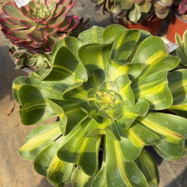 暴君多肉法师6015