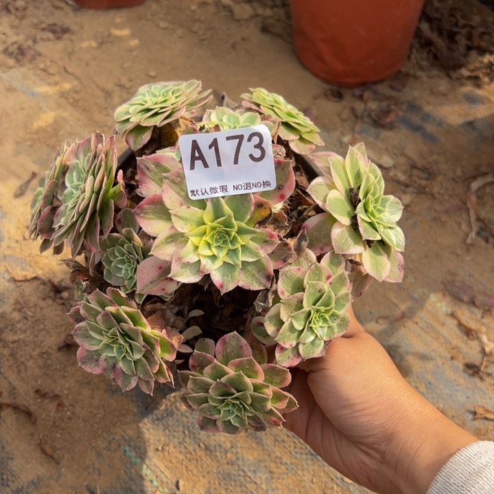 海王多肉植物173.
