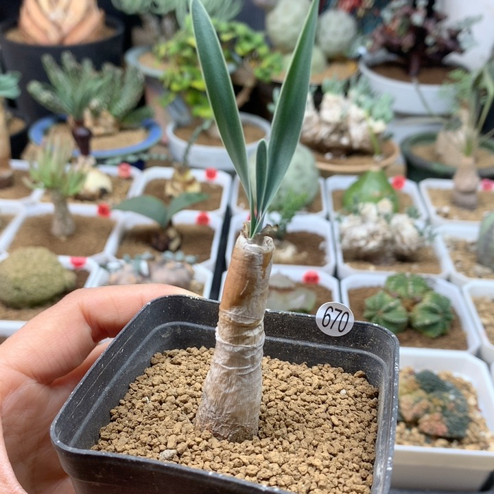 产地巨凤之卵1.1cm带盆