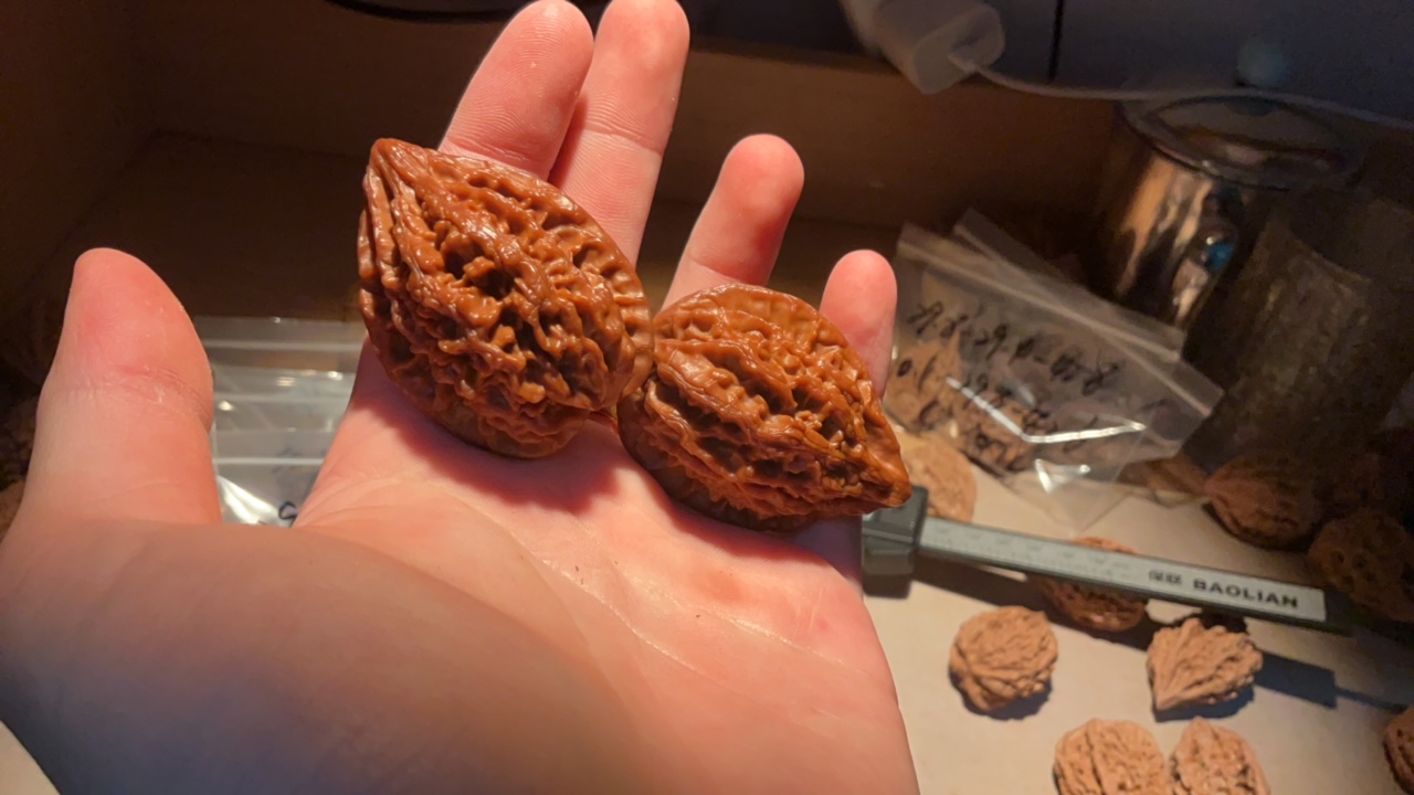 购买十三鸡JPNJ004