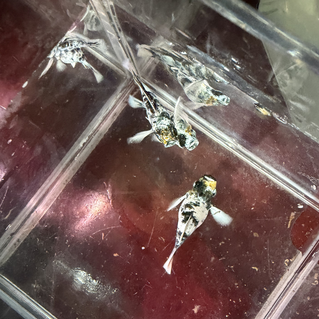 红头玛丽混搭专拍链接（录完整开箱视频报损，入缸后不报损）