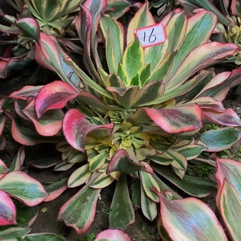 魅影捧花法师16链接