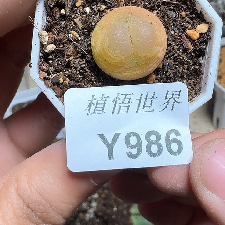 986盒多肉植物哇d f