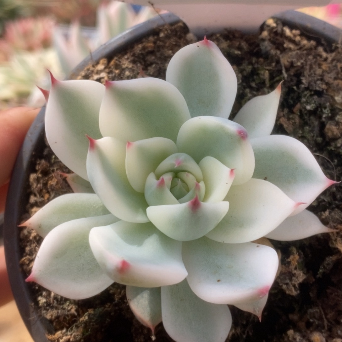 034锦锦锦锦锦锦锦锦锦