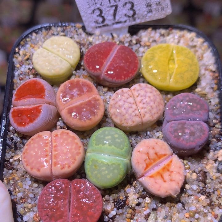 精品生石花218.373