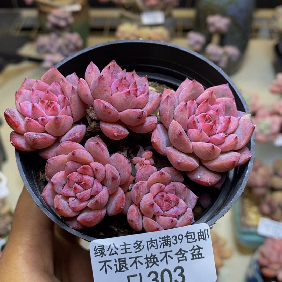 303迷你星星多肉不包整