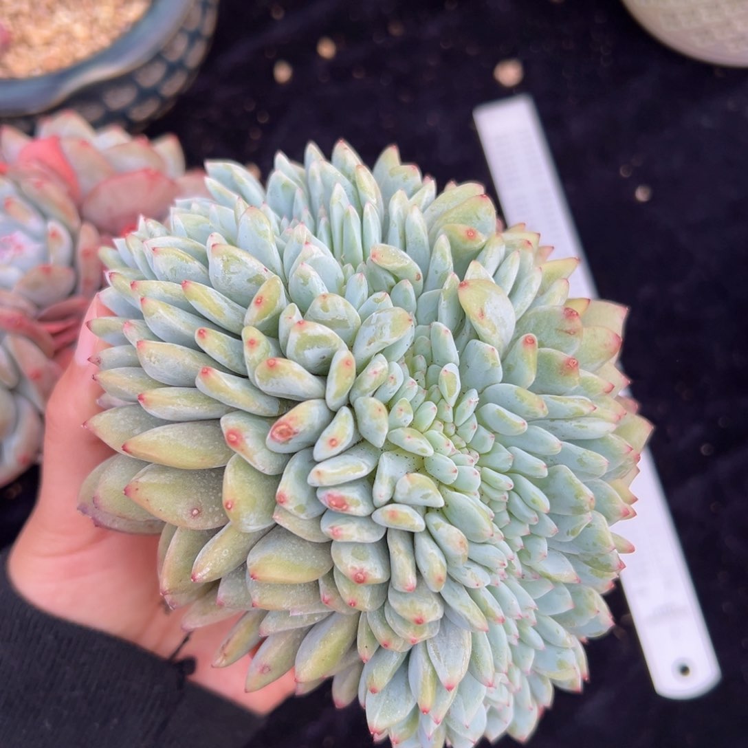 新年快乐 新年快乐