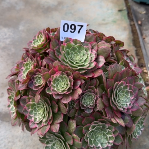 097莲花25厘米左右