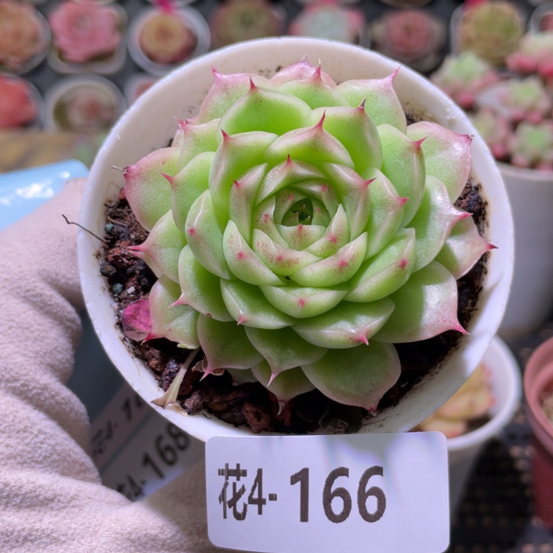 花利美4-166麦秆单头