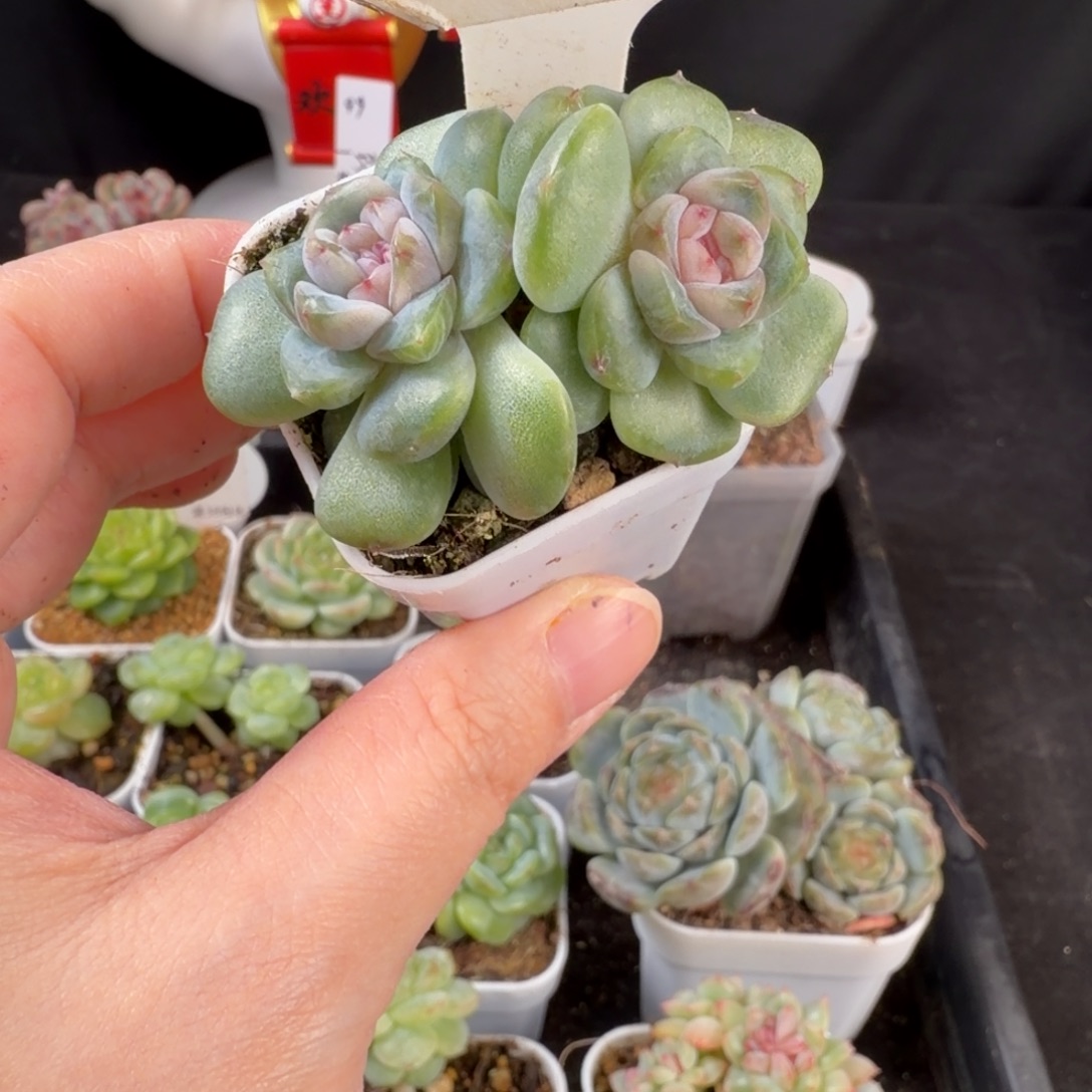 糖心双头福利51号