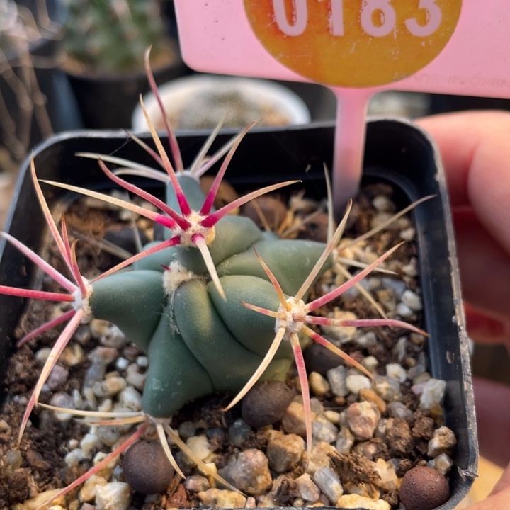 实生仙人球一棵0183