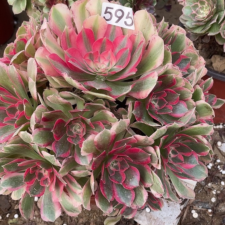 无花朵595妖月对肉植物