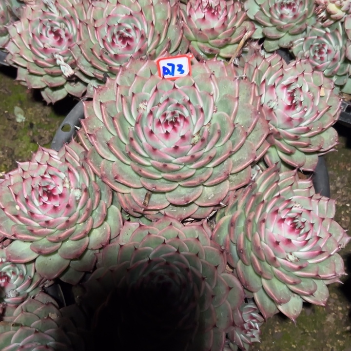 奥***蓬精品多肉植物老桩