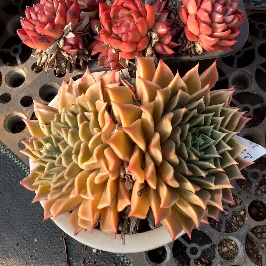 1287新年快乐发发发