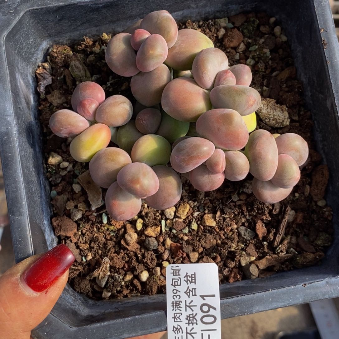 芒果奶酪091/8c m