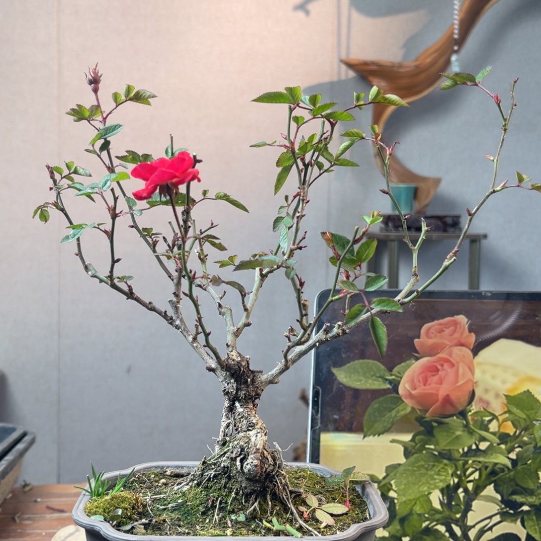 ℳ***⁰少量花朵（建议范围：2朵-5朵 或40%以下）