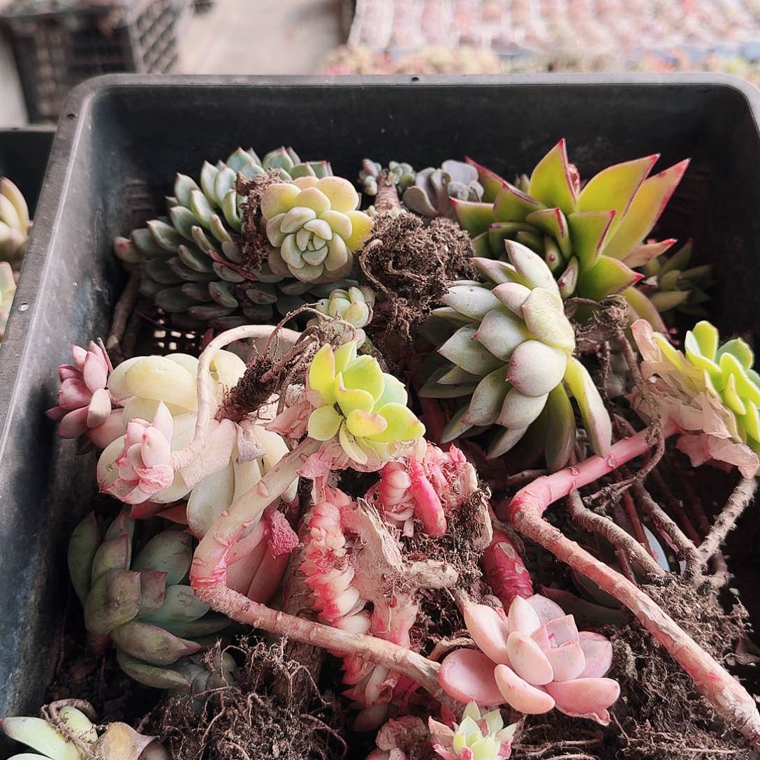 满20包邮零下拍保温箱22号无售后