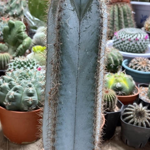 蓝柱子仙人球30米