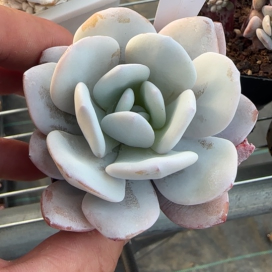 203雪莲一物一拍多肉