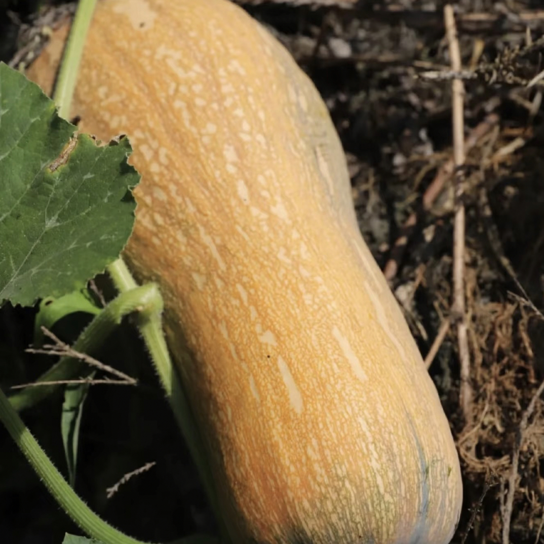 【布依小美蝶专属】高原种植老南瓜软糯香甜口感好农家代收