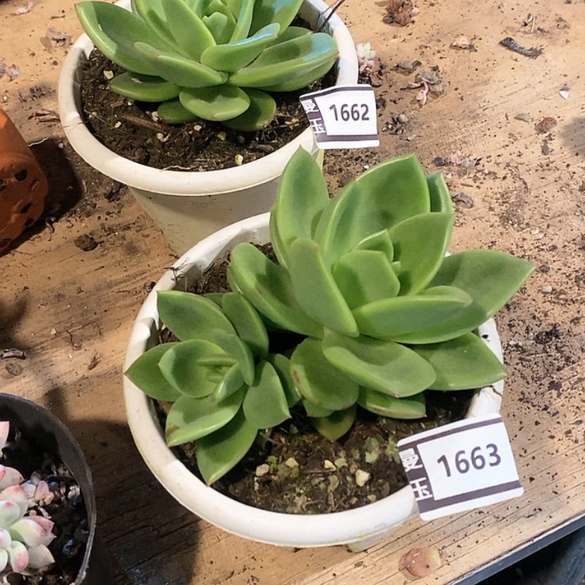 【闪购商品】翠花1663