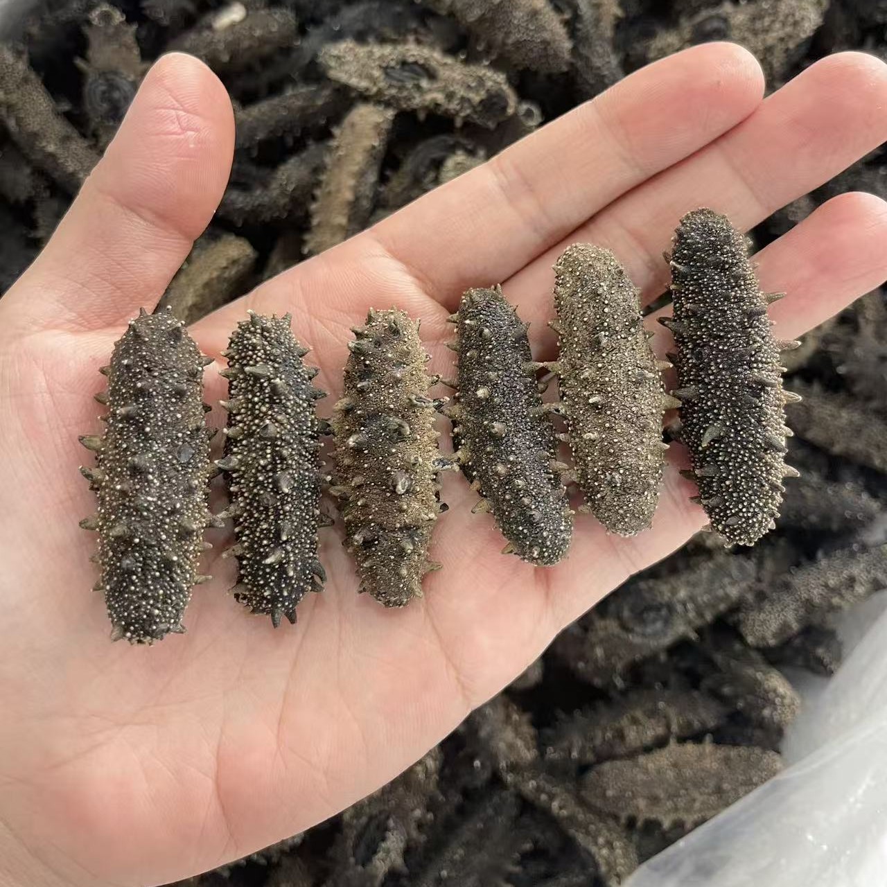 秋参福利   大连国标纯淡干海参 高涨发