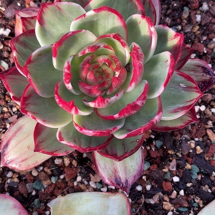 惊鸿仙子多肉植物128