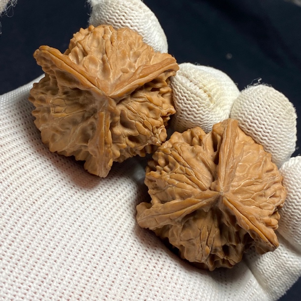 38全品盘山三棱正奔核桃一物一图。边38高40/41（040）
