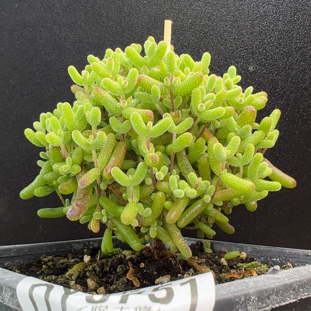 dy3751直杆棒棒糖金桔糖球冠幅