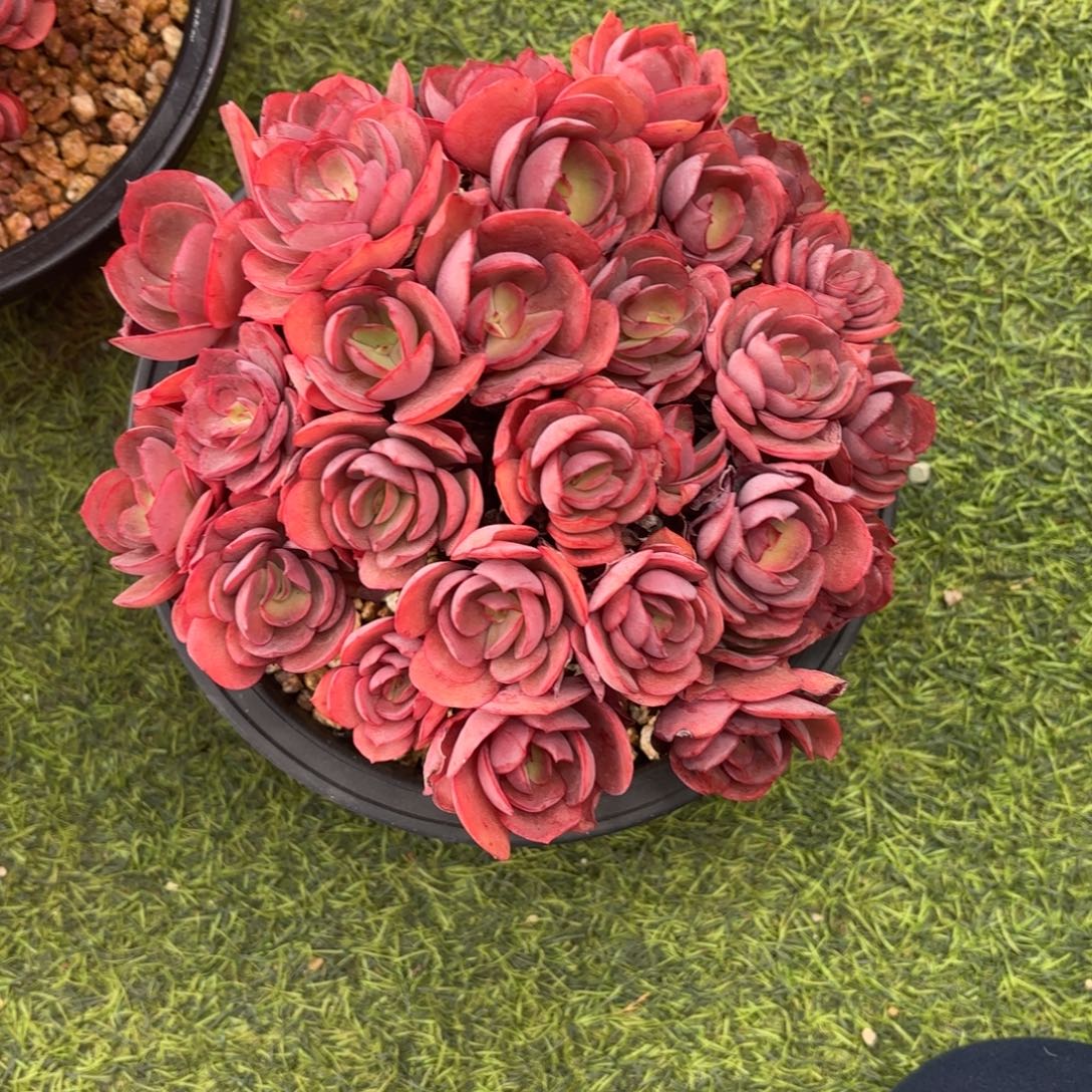三***牛秀研，多肉植物发货