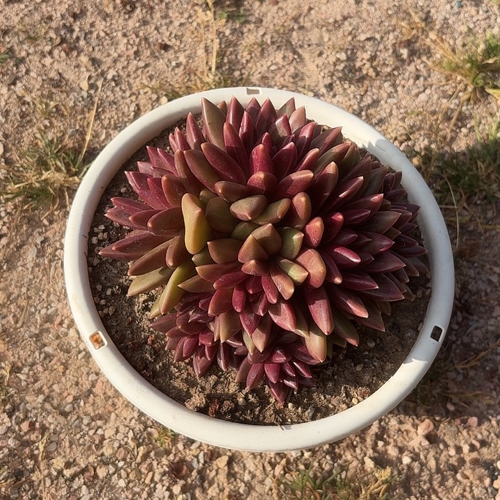 迷雾泡泡多头自然群