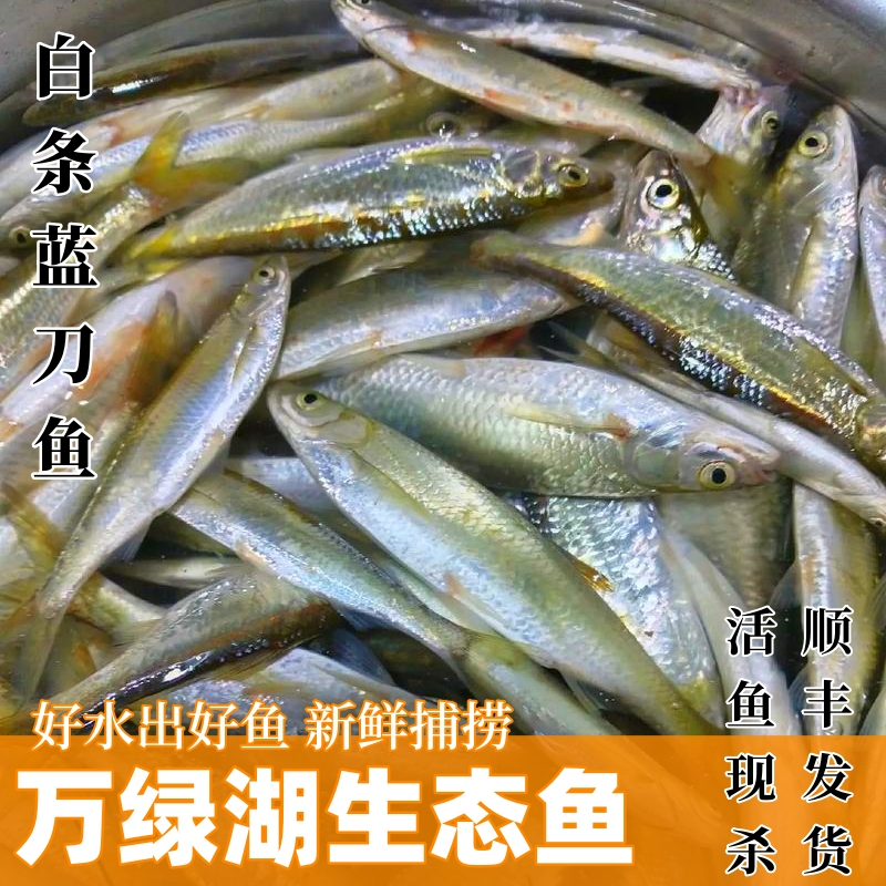 万绿湖蓝刀白条鱼6斤原生态新鲜捕捞鲜活水产宰后净重3000克顺丰