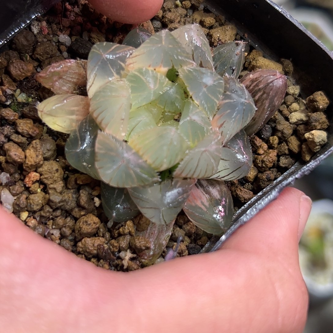 部分糊斑赤线锦十二卷多肉植物