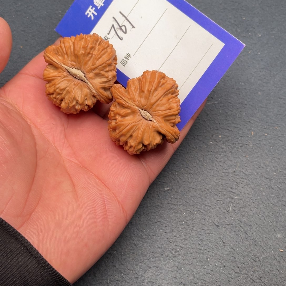 核桃把件42白狮子，761号