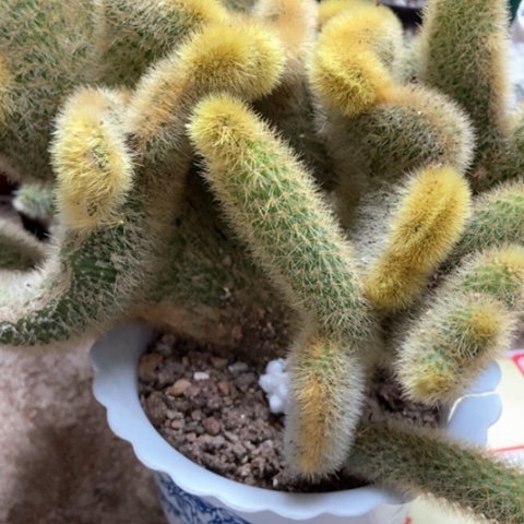 金丝猴缀仙人球30米